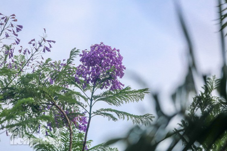 hanoi capital dotted with da lat purple phoenix flowers hinh 4