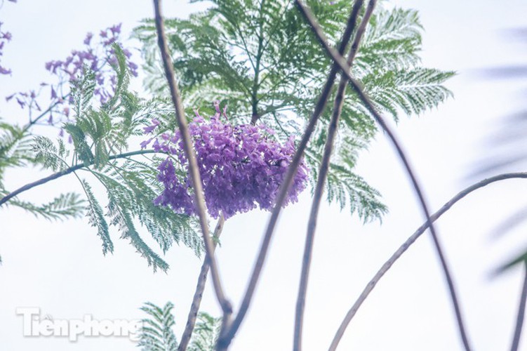 hanoi capital dotted with da lat purple phoenix flowers hinh 5