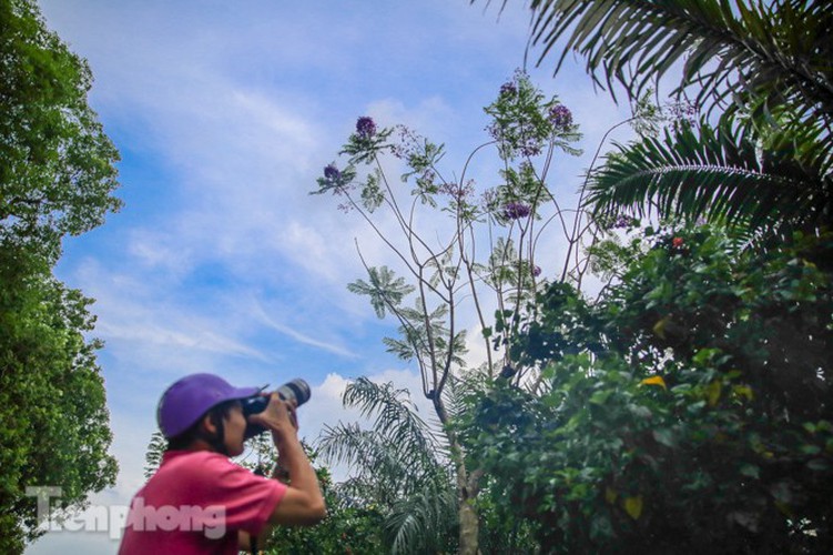 hanoi capital dotted with da lat purple phoenix flowers hinh 6