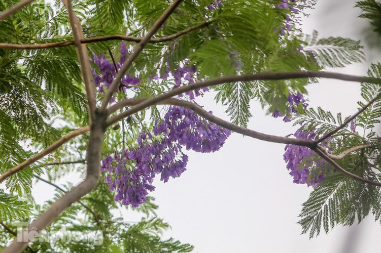 hanoi capital dotted with da lat purple phoenix flowers hinh 7