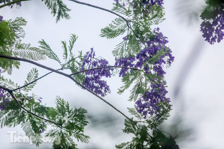 hanoi capital dotted with da lat purple phoenix flowers hinh 8