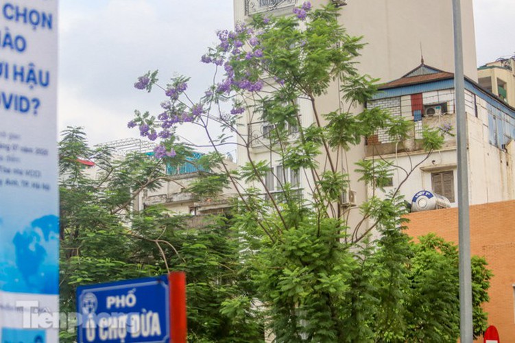 hanoi capital dotted with da lat purple phoenix flowers hinh 9