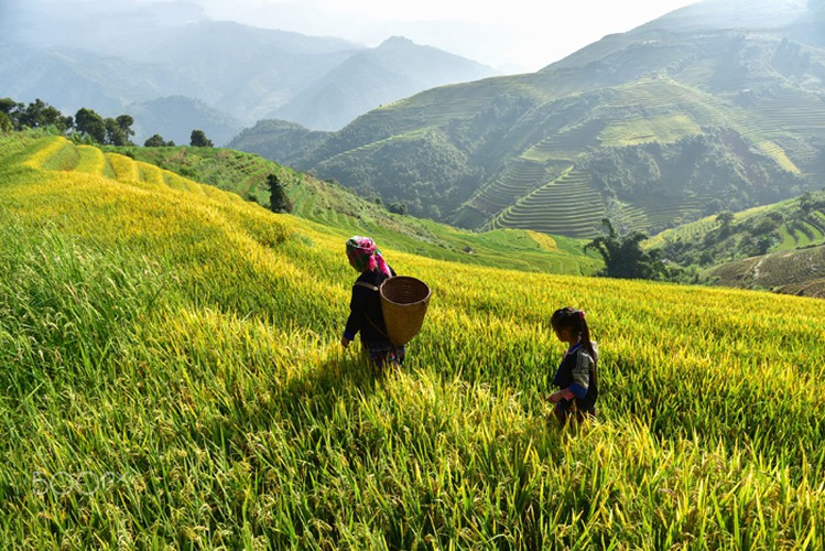 mu cang chai appears picturesque through lens of foreign photographers hinh 2