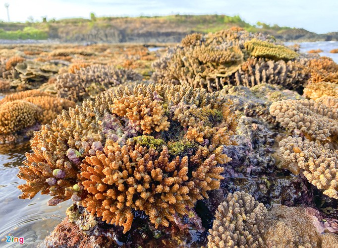 unique coral reef clusters seen above water in central coastal region hinh 3