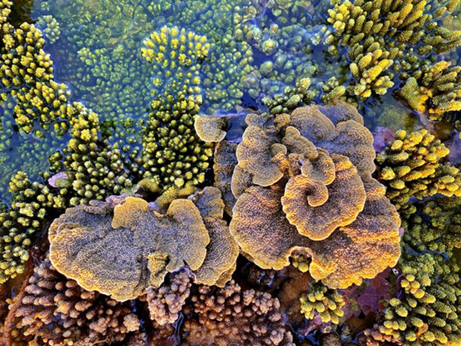 unique coral reef clusters seen above water in central coastal region hinh 6