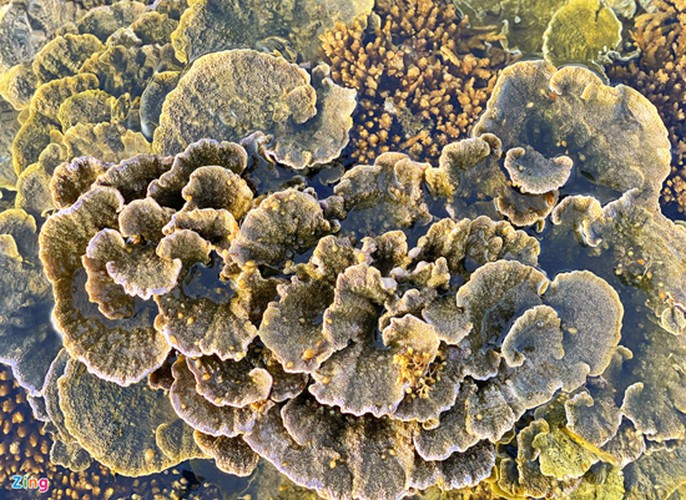 unique coral reef clusters seen above water in central coastal region hinh 7