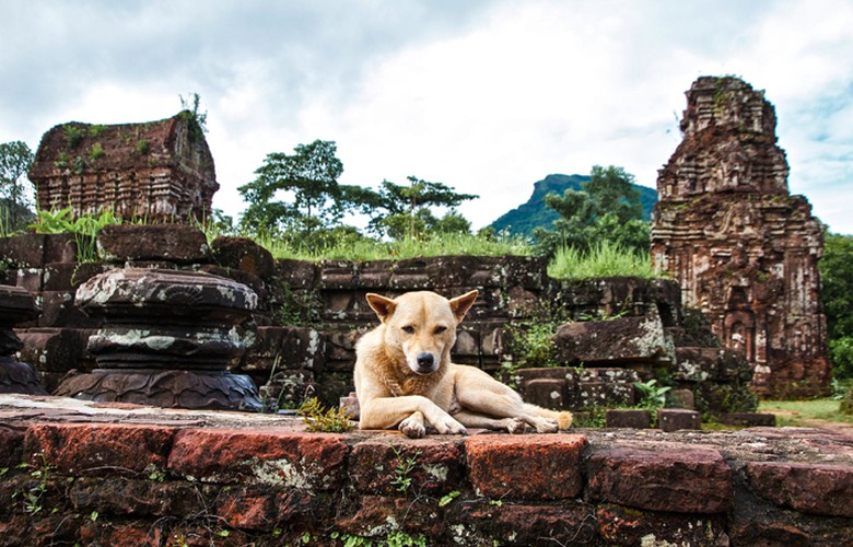 my son sanctuary through lens of foreign photographers hinh 9