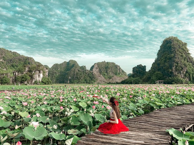 beautiful lotus ponds in ninh binh become hot summer check-in spot hinh 2