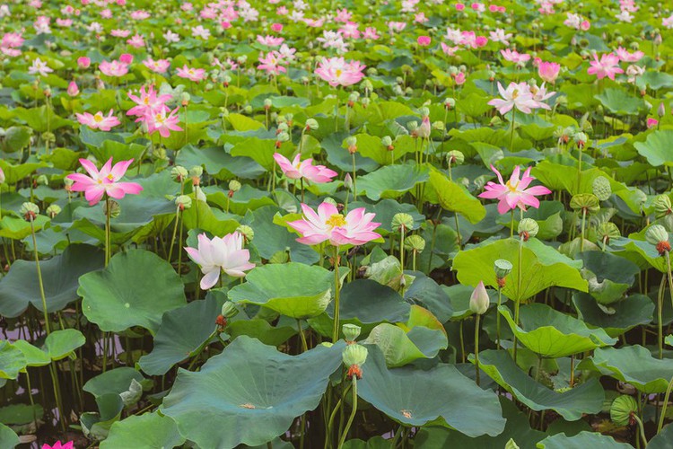 beautiful lotus ponds in ninh binh become hot summer check-in spot hinh 3