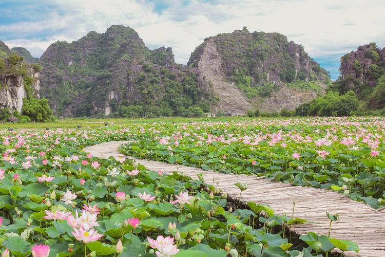 beautiful lotus ponds in ninh binh become hot summer check-in spot hinh 6