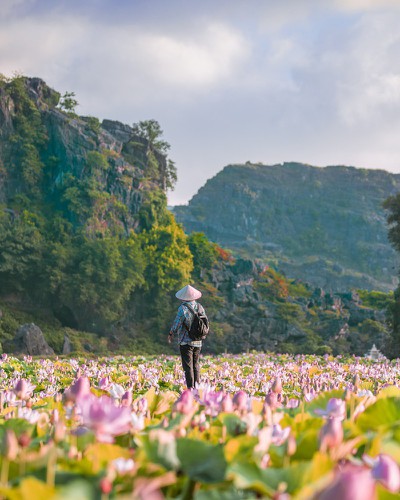 beautiful lotus ponds in ninh binh become hot summer check-in spot hinh 7