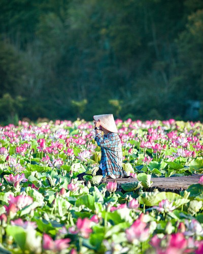 beautiful lotus ponds in ninh binh become hot summer check-in spot hinh 8
