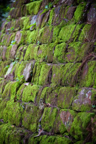 classical beauty of tu duc tomb as captured by foreigners hinh 11
