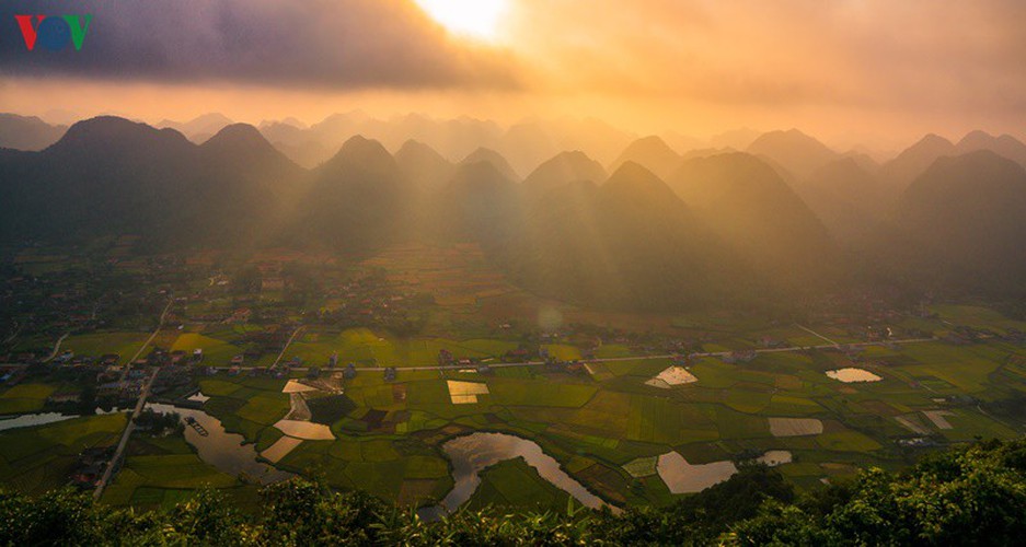 bac son rice fields turn yellow amid harvest season hinh 11