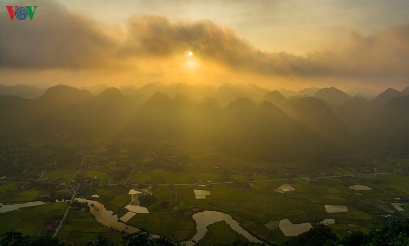 bac son rice fields turn yellow amid harvest season hinh 12