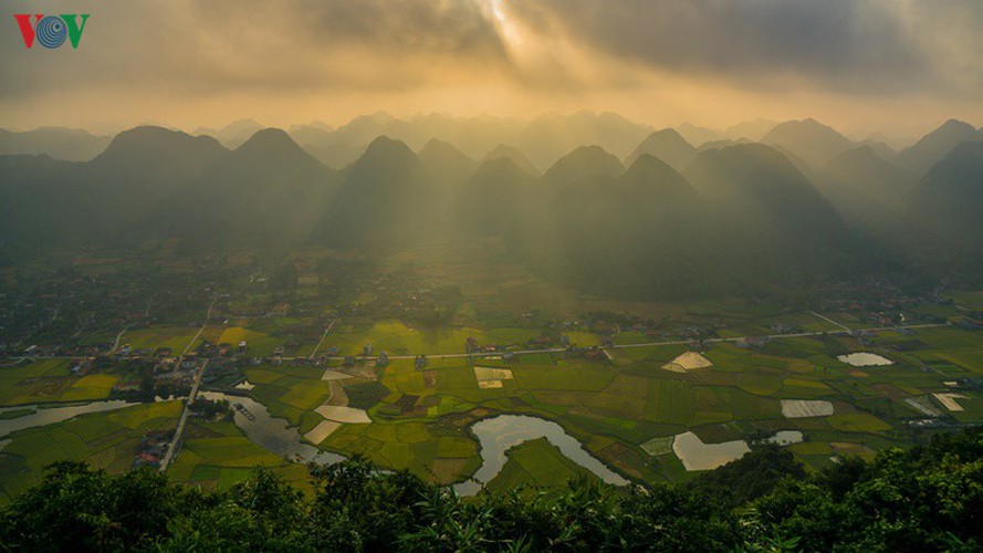 bac son rice fields turn yellow amid harvest season hinh 13