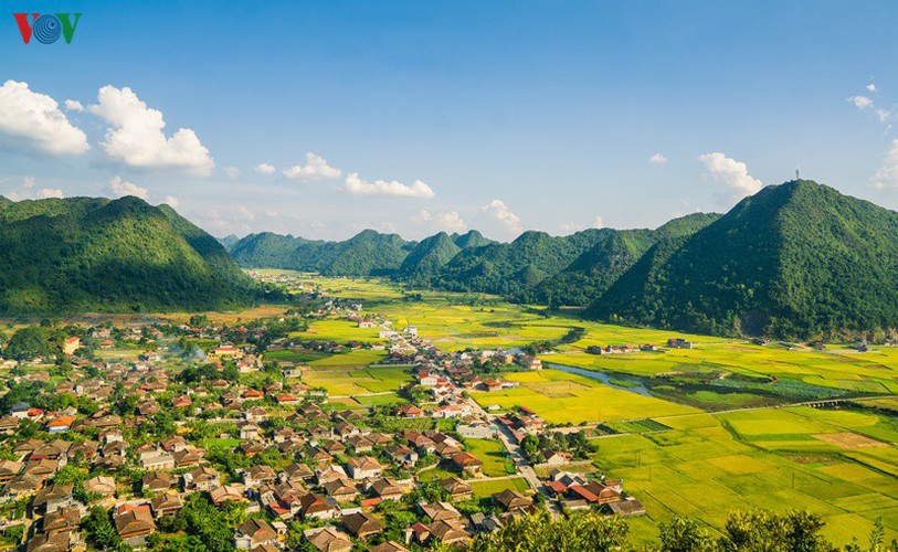 bac son rice fields turn yellow amid harvest season hinh 14