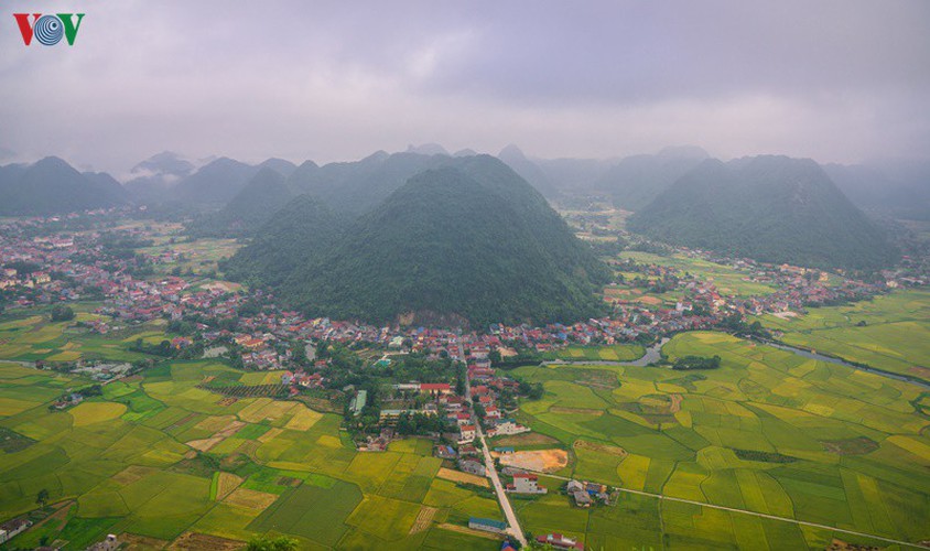 bac son rice fields turn yellow amid harvest season hinh 15