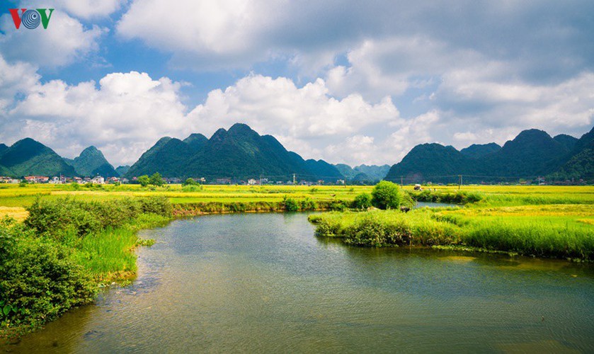 bac son rice fields turn yellow amid harvest season hinh 16