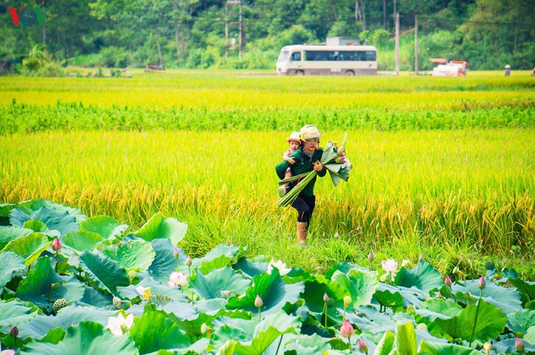 bac son rice fields turn yellow amid harvest season hinh 17