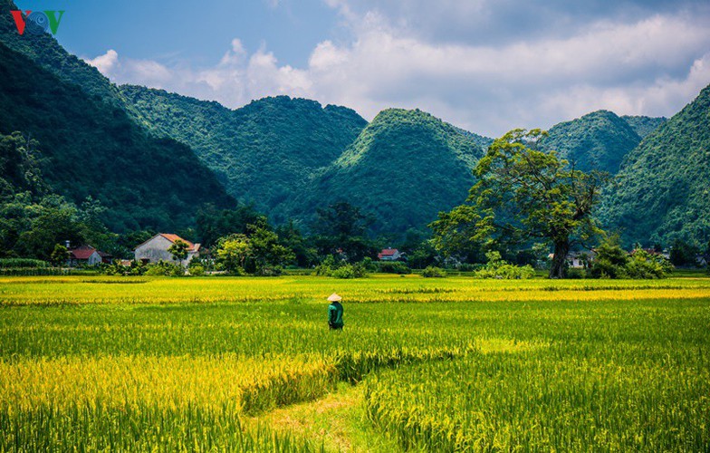 bac son rice fields turn yellow amid harvest season hinh 18