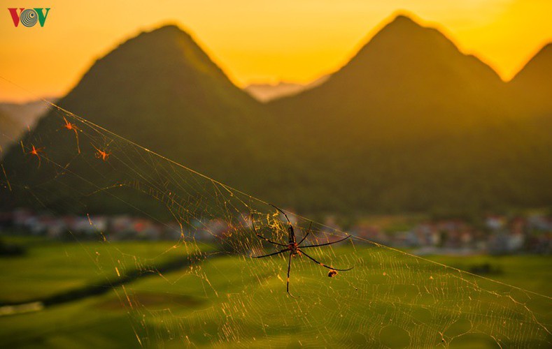 bac son rice fields turn yellow amid harvest season hinh 19