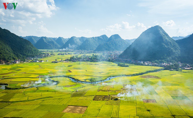 bac son rice fields turn yellow amid harvest season hinh 1