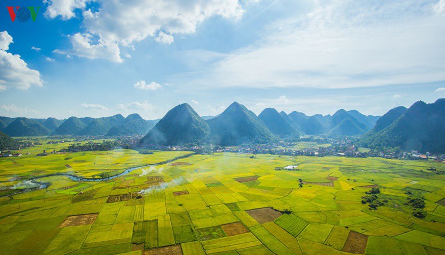 bac son rice fields turn yellow amid harvest season hinh 2