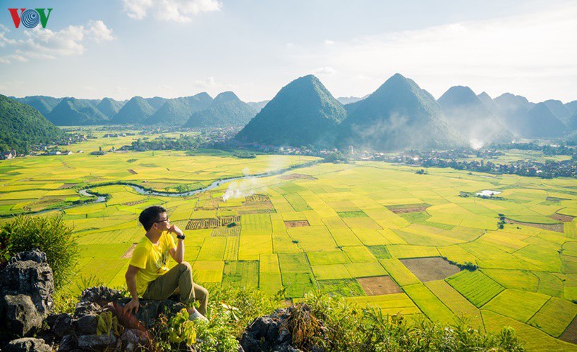 bac son rice fields turn yellow amid harvest season hinh 3