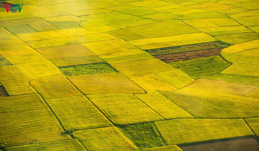 bac son rice fields turn yellow amid harvest season hinh 4