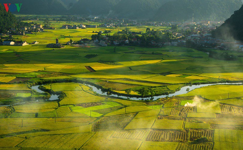 bac son rice fields turn yellow amid harvest season hinh 5