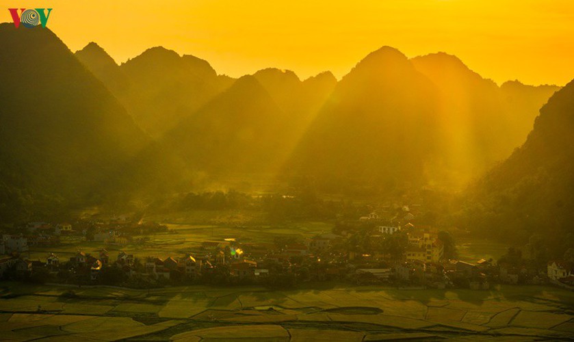 bac son rice fields turn yellow amid harvest season hinh 6