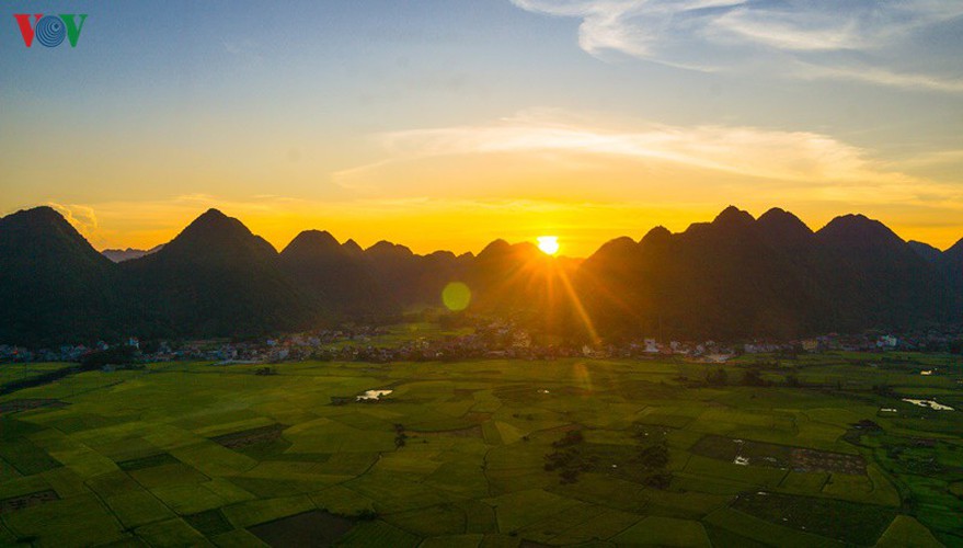 bac son rice fields turn yellow amid harvest season hinh 7