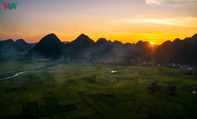 bac son rice fields turn yellow amid harvest season hinh 8