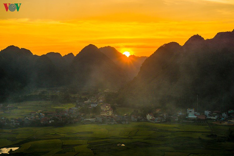 bac son rice fields turn yellow amid harvest season hinh 9