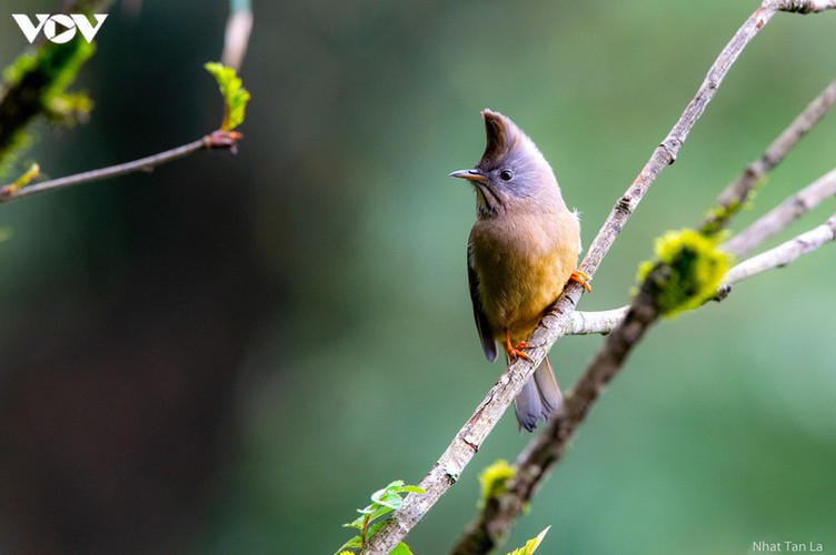 a close look at rare bird species in hoang lien national park hinh 1