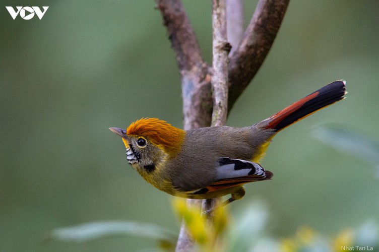 a close look at rare bird species in hoang lien national park hinh 2