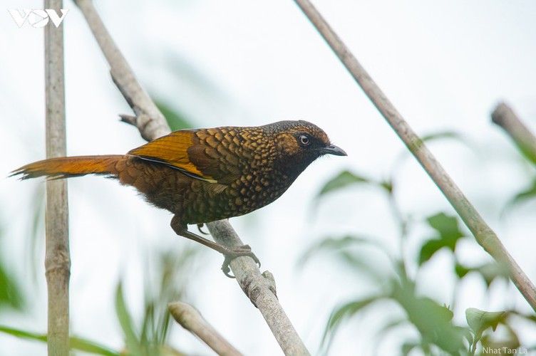 a close look at rare bird species in hoang lien national park hinh 3