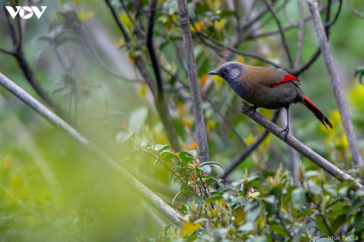 a close look at rare bird species in hoang lien national park hinh 4