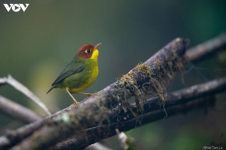 a close look at rare bird species in hoang lien national park hinh 5