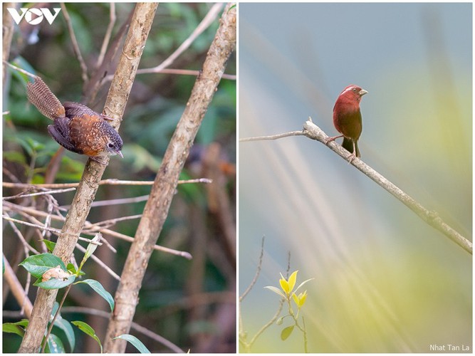 a close look at rare bird species in hoang lien national park hinh 6