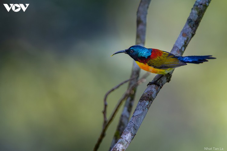 a close look at rare bird species in hoang lien national park hinh 7