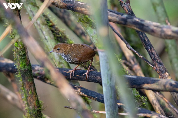 a close look at rare bird species in hoang lien national park hinh 8