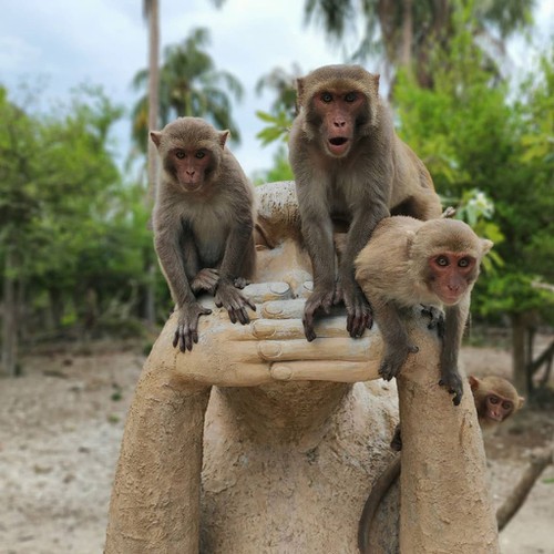 four idyllic local islands share names with animals hinh 4