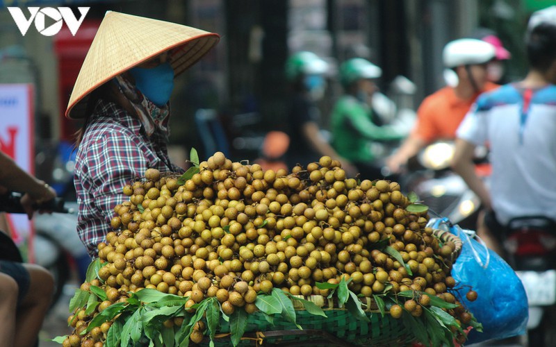 hanoi specialties during autumn months hinh 16