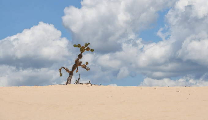 picturesque giant sand dunes of quy nhon hinh 6