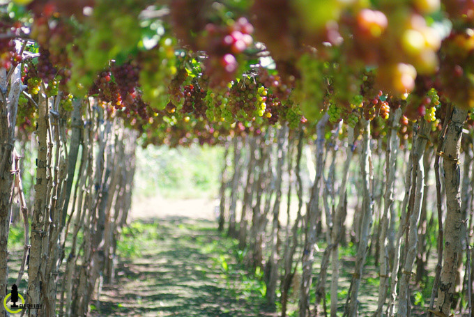 discovering stunning winding coastal roads of vietnam hinh 6