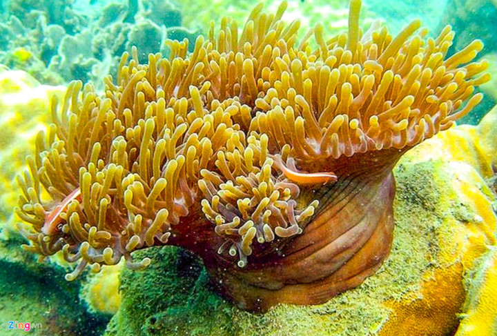 discovering underwater sea path of quy nhon hinh 8