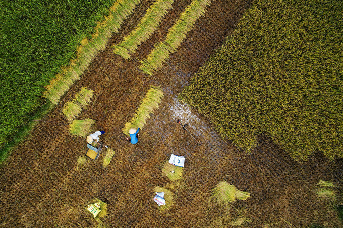 discovering stunning ripening paddy fields of bac son valley hinh 3