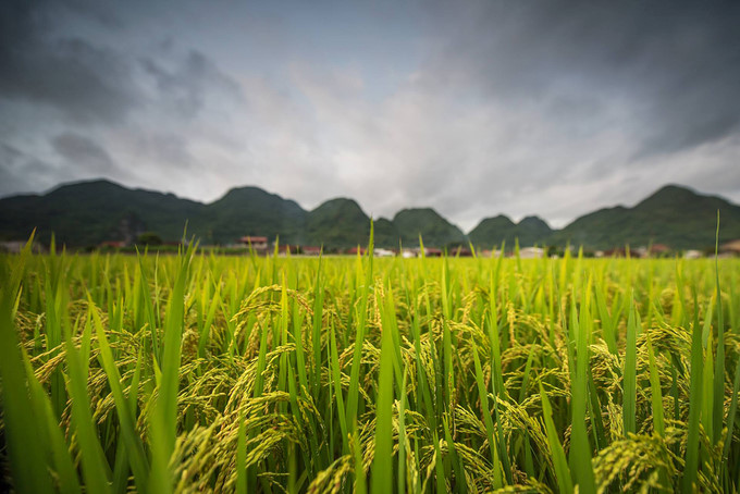 discovering stunning ripening paddy fields of bac son valley hinh 4